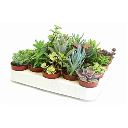 СУКУЛЕНТИ МИКС 5,5СМ СУКУЛЕНТИ МИКС 5,5СМ