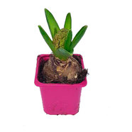 *&Зюмбюл микс ф7 *&Зюмбюл микс ф7