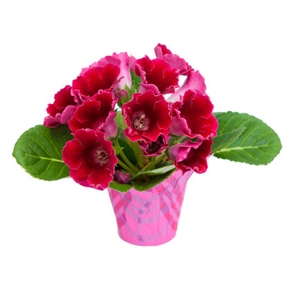 ГЛОКСИНИЯ Ф12CM H:25CM MIX ГЛОКСИНИЯ Ф12CM H:25CM MIX