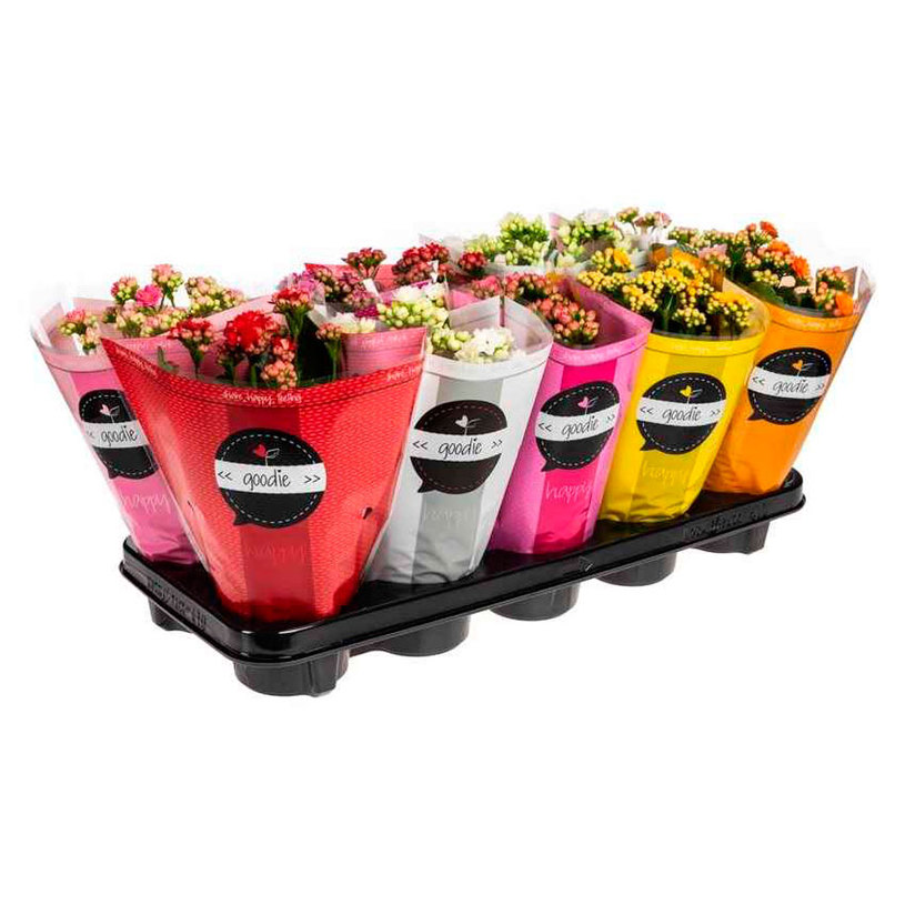 КАЛАНХОЕ Ф9CM H:19CM MIX КАЛАНХОЕ Ф9CM H:19CM MIX