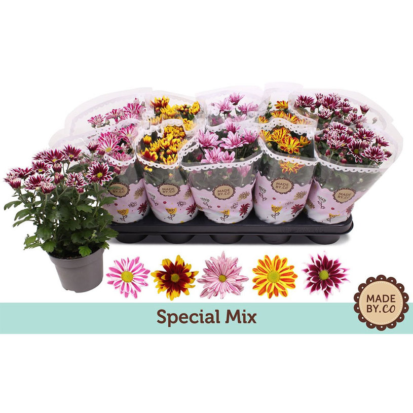 ХРИЗАНТЕМА Ф12CM H25CM MIX ХРИЗАНТЕМА Ф12CM H25CM MIX