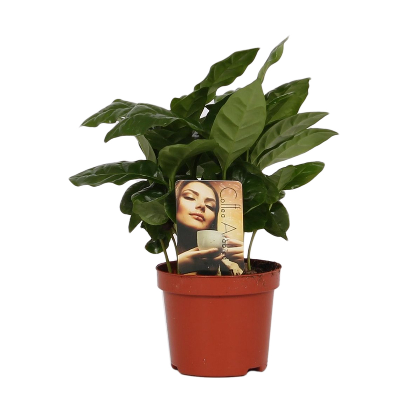 ДЕКОРАТИВНО КАФЕ Ф9CM H20CM ДЕКОРАТИВНО КАФЕ Ф9CM H20CM