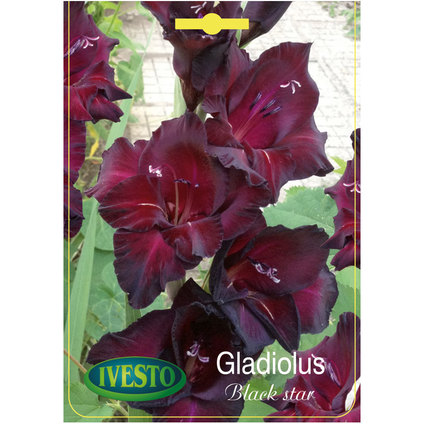ЛУКОВИЦИ ГЛАДИОЛА BLACK STAR ЛУКОВИЦИ ГЛАДИОЛА BLACK STAR