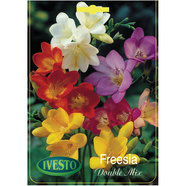 ЛУКОВИЦИ ФРЕЗИЯ DOUBLE FLOWERING MIXED IVESTO ЛУКОВИЦИ ФРЕЗИЯ DOUBLE FLOWERING MIXED IVESTO
