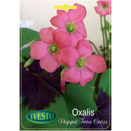 ЛУКОВИЦИ ОКСАЛИС IRON CROSS ЛУКОВИЦИ ОКСАЛИС IRON CROSS