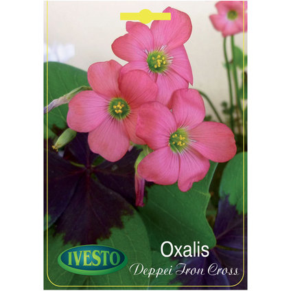 ЛУКОВИЦИ ОКСАЛИС IRON CROSS ЛУКОВИЦИ ОКСАЛИС IRON CROSS