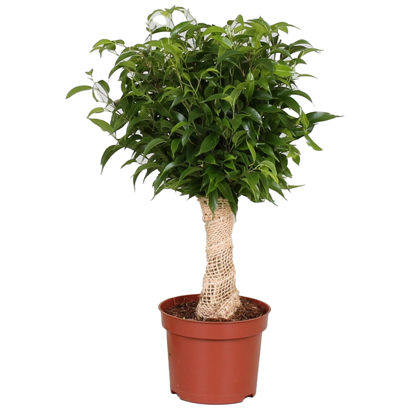 ФИКУС БЕНДЖАМИН NATASJA Ф12CM H:35CM ФИКУС БЕНДЖАМИН NATASJA Ф12CM H:35CM