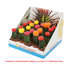 КАКТУС ГИМНОКАЛИЦИУМ КАКТУС ГИМНОКАЛИЦИУМ