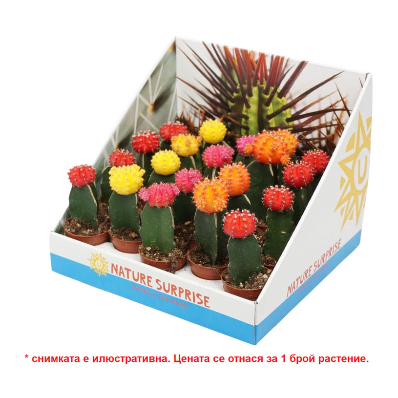 Кактус Гимнокалициум ф505 Кактус Гимнокалициум ф505