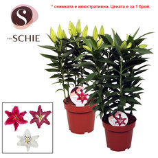 ЛИЛИУМ ORIENTAL MIX Ф19СМ H:50CM ЛИЛИУМ ORIENTAL MIX Ф19СМ H:50CM