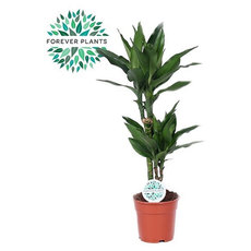 ДРАЦЕНА JANET LIND Ф17CM H70CM ДРАЦЕНА JANET LIND Ф17CM H70CM