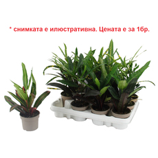 КРОТОН Ф12CM H:30CM КРОТОН Ф12CM H:30CM