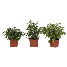 ФИКУС БЕНДЖАМИН МИКС Ф12CM H:25CM ФИКУС БЕНДЖАМИН МИКС Ф12CM H:25CM