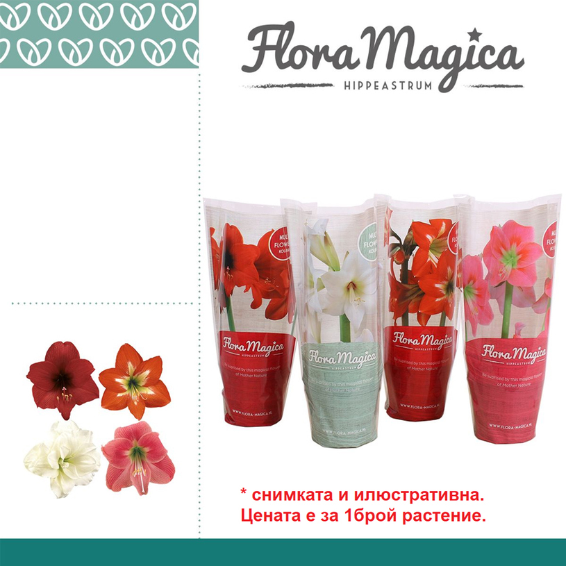 ХИПЕАСТРУМ Ф12СМ H:20CM MIX ХИПЕАСТРУМ Ф12СМ H:20CM MIX