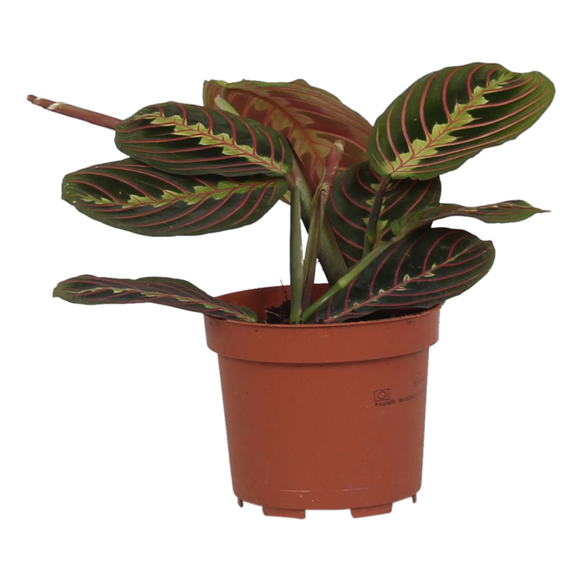 МАРАНТА TRICOLOR Ф12CM H:20CM МАРАНТА TRICOLOR Ф12CM H:20CM