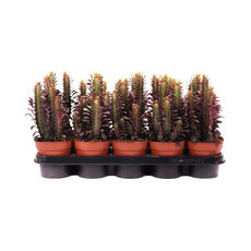 ЕУФОРБИЯ TRICHONA RUBRA Ф12СМ H20CM ЕУФОРБИЯ TRICHONA RUBRA Ф12СМ H20CM