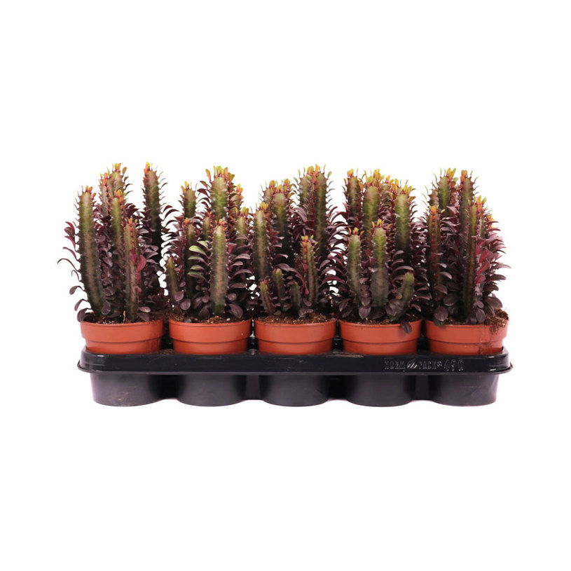 ЕУФОРБИЯ TRICHONA RUBRA Ф12СМ H20CM ЕУФОРБИЯ TRICHONA RUBRA Ф12СМ H20CM