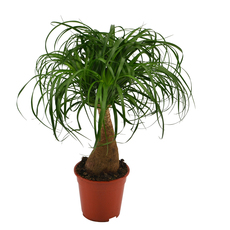 НОЛИНА БОКАРНЕЯ RECURVATA Ф17CM H:50CM НОЛИНА БОКАРНЕЯ RECURVATA Ф17CM H:50CM