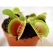 ВЕНЕРИНА МУХОЛОВКА ВЕНЕРИНА МУХОЛОВКА