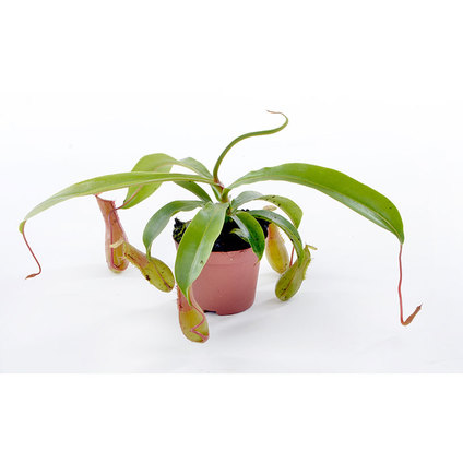 НЕПЕНТЕС Ф12CM НЕПЕНТЕС Ф12CM