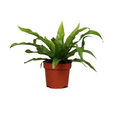 АСПЛЕНИУМ ANTIQUUM Ф13CM H:25CM АСПЛЕНИУМ ANTIQUUM Ф13CM H:25CM