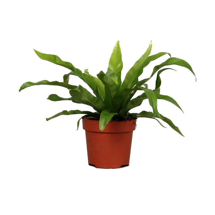 АСПЛЕНИУМ ANTIQUUM Ф13CM H:25CM АСПЛЕНИУМ ANTIQUUM Ф13CM H:25CM