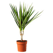 Драцена маргината Ф12CM H:45CM Драцена маргината Ф12CM H:45CM