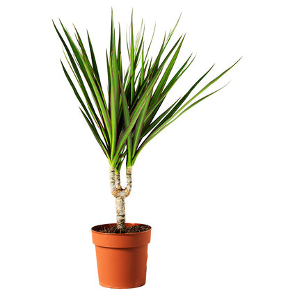 Драцена маргината Ф12CM H:45CM Драцена маргината Ф12CM H:45CM