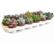 ЕШЕВЕРИЯ ЕШЕВЕРИЯ