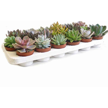 Ешеверия ф8,5 Ешеверия ф8,5