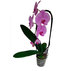 Каскадна орхидея ф12