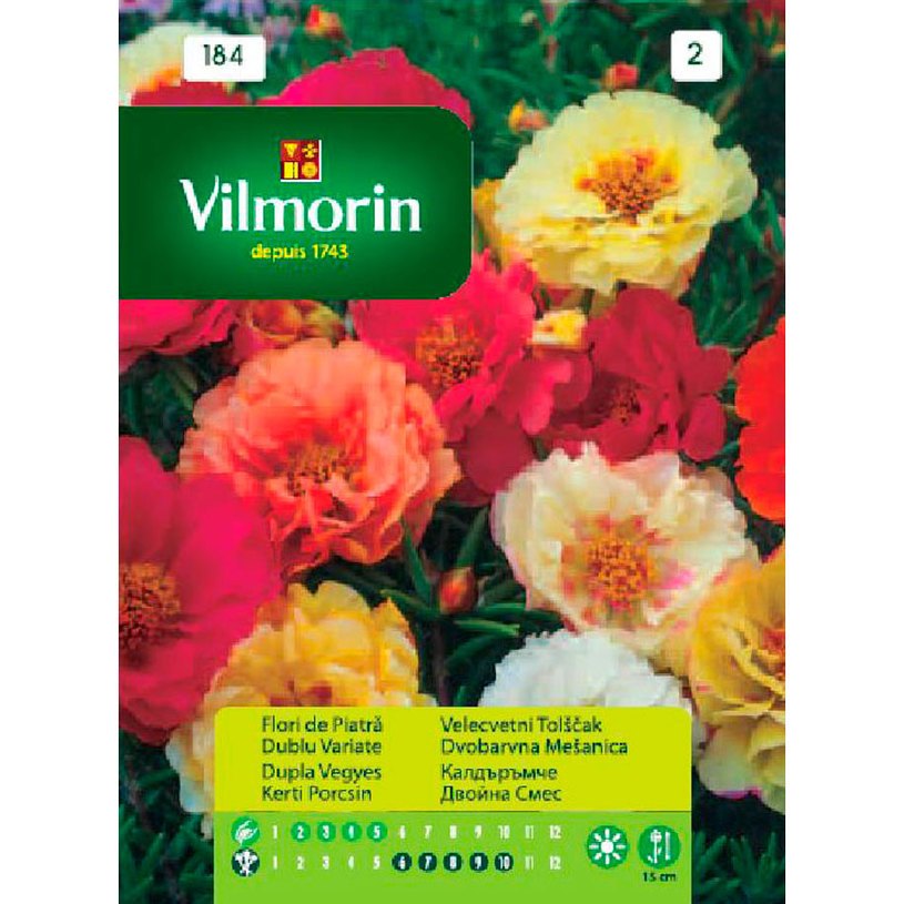 Вилморин Калдъръмче двойна сме Вилморин Калдъръмче двойна сме