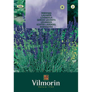 Вилморин Лавандула Вилморин Лавандула