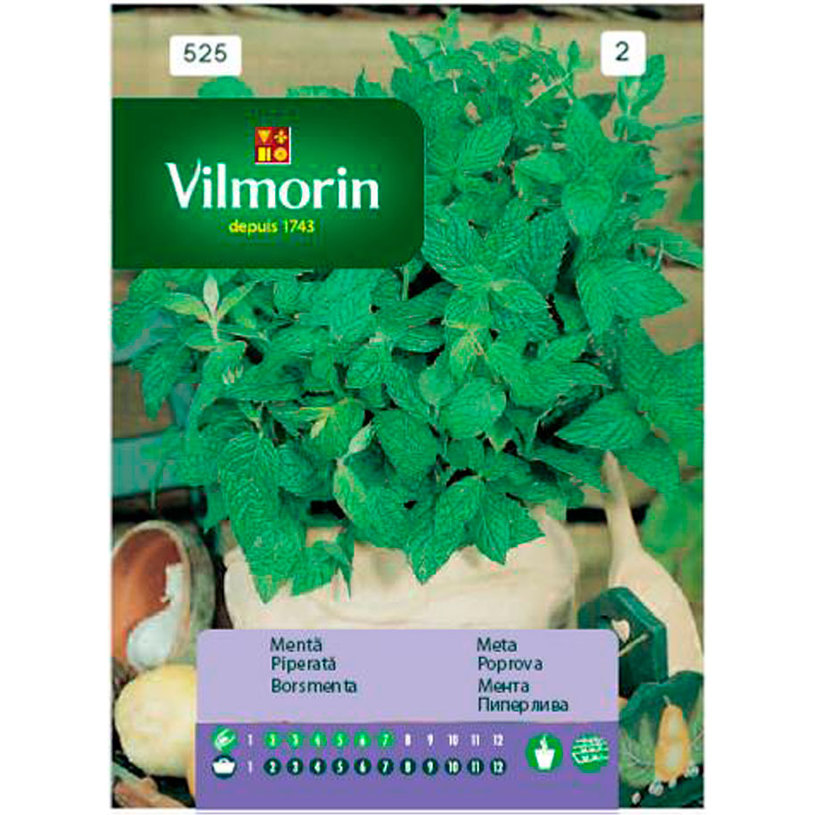 Вилморин Мента Вилморин Мента