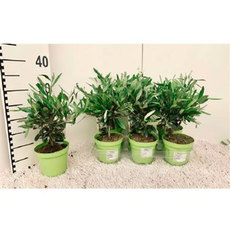 МАСЛИНА МАСЛИНА