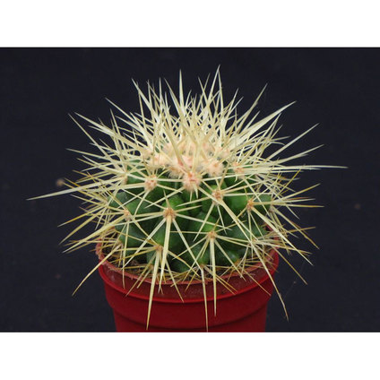 Ехинокактус grusonii Ф12CM H:20CM Ехинокактус grusonii Ф12CM H:20CM