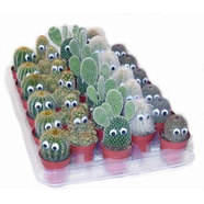 КАКТУС КАКТУС