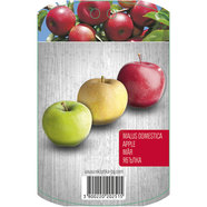 ЯБЪЛКА С ПАКЕТИРАН КОРЕН EKZOTIKA ЯБЪЛКА С ПАКЕТИРАН КОРЕН EKZOTIKA