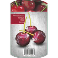 ВИШНА С ПАКЕТИРАН КОРЕН EKZOTIKA ВИШНА С ПАКЕТИРАН КОРЕН EKZOTIKA