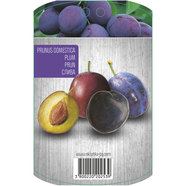 СЛИВА С ПАКЕТИРАН КОРЕН EKZOTIKA СЛИВА С ПАКЕТИРАН КОРЕН EKZOTIKA