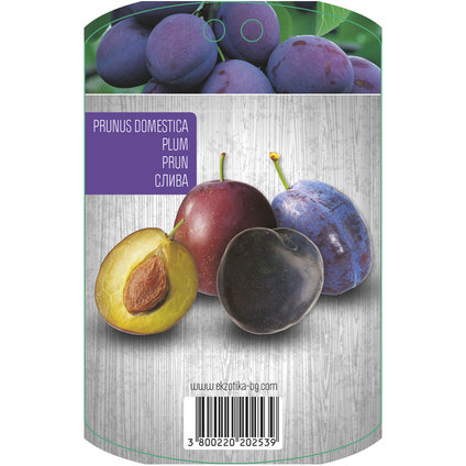 Слива (на бала) Слива (на бала)