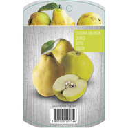 ДЮЛЯ С ПАКЕТИРАН КОРЕН EKZOTIKA ДЮЛЯ С ПАКЕТИРАН КОРЕН EKZOTIKA