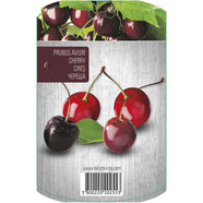 ЧЕРЕША С ПАКЕТИРАН КОРЕН EKZOTIKA ЧЕРЕША С ПАКЕТИРАН КОРЕН EKZOTIKA