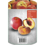 ПРАСКОВА С ПАКЕТИРАН КОРЕН EKZOTIKA ПРАСКОВА С ПАКЕТИРАН КОРЕН EKZOTIKA