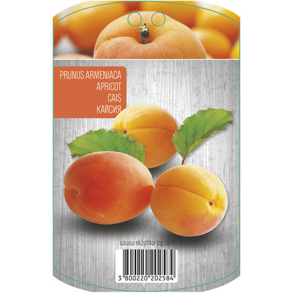 Кайсия -(на бала) Кайсия -(на бала)