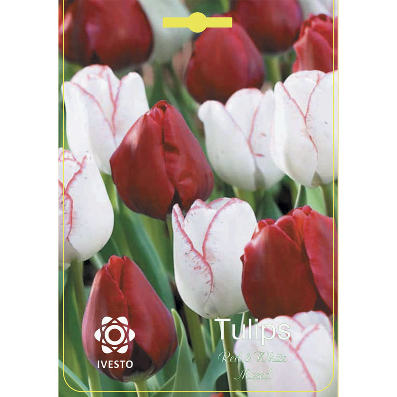 ЛУКОВИЦИ ЛАЛЕ 11/12 3БР RED & WHITE ЛУКОВИЦИ ЛАЛЕ 11/12 3БР RED & WHITE