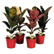 ФИКУС ELASTICA MIX Ф14CM H:40CM ФИКУС ELASTICA MIX Ф14CM H:40CM