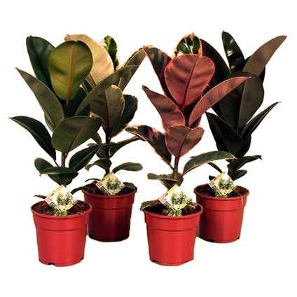 ФИКУС ELASTICA MIX Ф14CM H:40CM ФИКУС ELASTICA MIX Ф14CM H:40CM