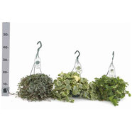 ВИСЯЩИ РАСТЕНИЯ MIX Ф14CM H:40CM ВИСЯЩИ РАСТЕНИЯ MIX Ф14CM H:40CM