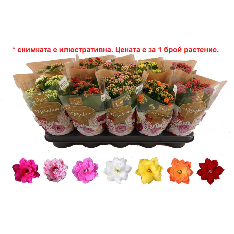 КАЛАНХОЕ Ф12CM H:27CM MIX КАЛАНХОЕ Ф12CM H:27CM MIX